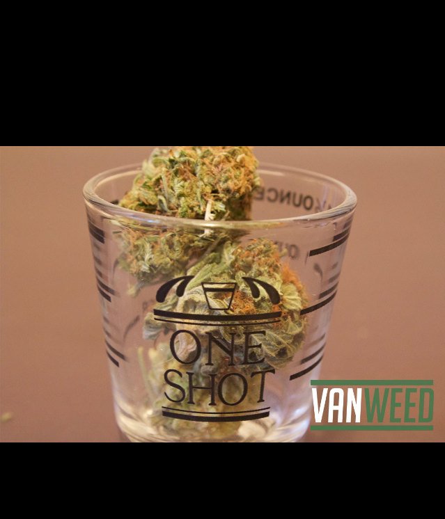 van__weed's tweet photo. Would u like a shot? #vanweed https://t.co/V9inIEM5rk