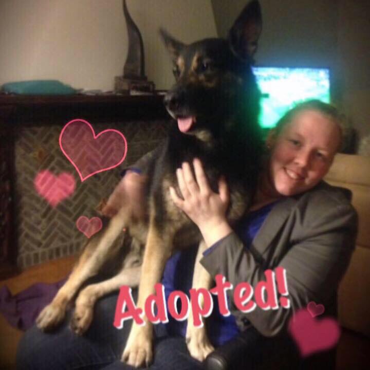 DogloverAri's tweet photo. En jawel, ook Ranx heeft zijn proeftijd met glans doorstaan! Go go go, Ranxie! 👍❤️ https://t.co/gTh0zLvcNl https://t.co/kNnQrzWfkc