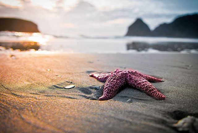 starfishstuff's tweet photo. 🐚Pink star fish🐚
#starfish #pinkstarfish #sea #beautiful #beach #ocean #nicebeach #photog… https://t.co/Km1pNkuop6 https://t.co/Kc0wzAVRxi