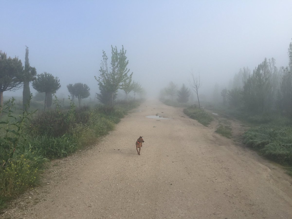 chincheto77's tweet photo. El único que se atreve a ir más para allá es Django, yo ni de coña! #SilentHill https://t.co/20UTbjq5eH