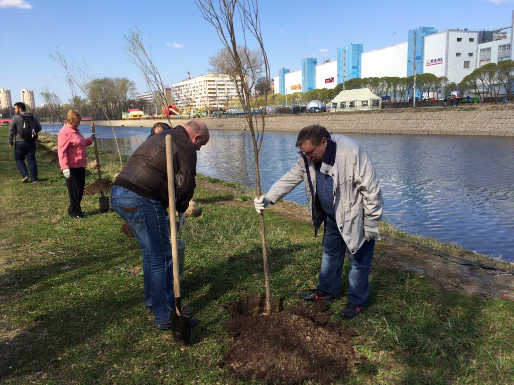 ivanovoobl's tweet image. Сегодня субботник. Губернатор @P_Konkov37RUS и члены правительства высадили ивы на набережной Уводи в #ivanovo