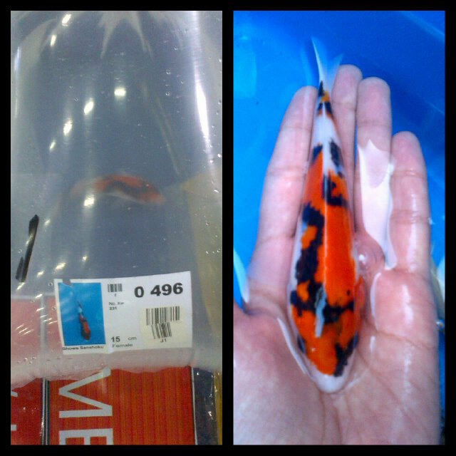 java_koi tweet picture