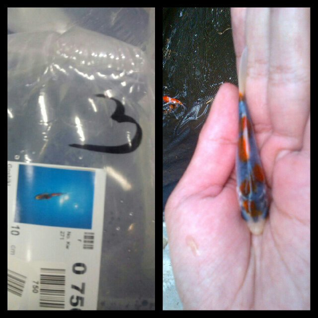 java_koi tweet picture