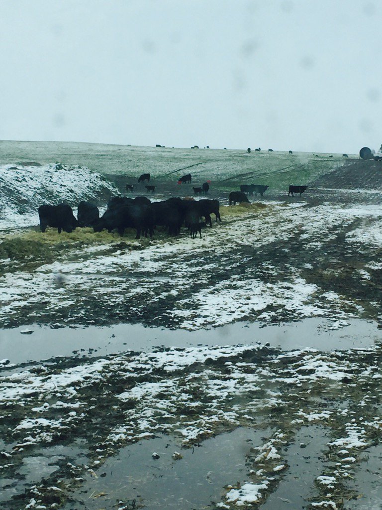 mccattle5's tweet photo. You don't see this very often... #greengrass #snow #confusedcows https://t.co/BsVh1wxaLT