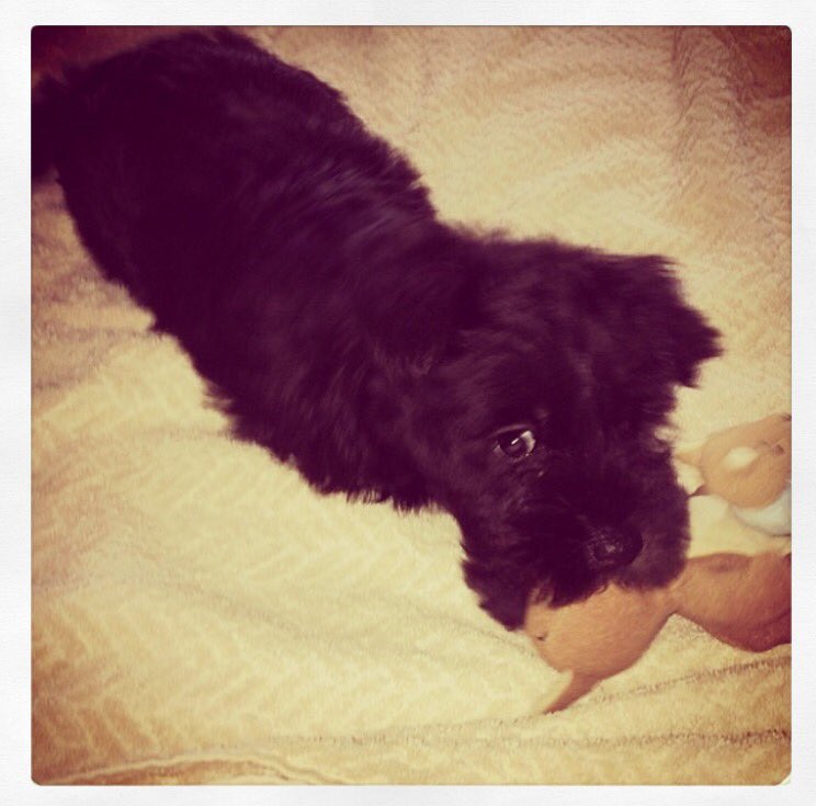 alfayomegapets's tweet photo. #FelizDiaDelNino o del Cachorro :) #cat #Dog https://t.co/aDliXWgGRc