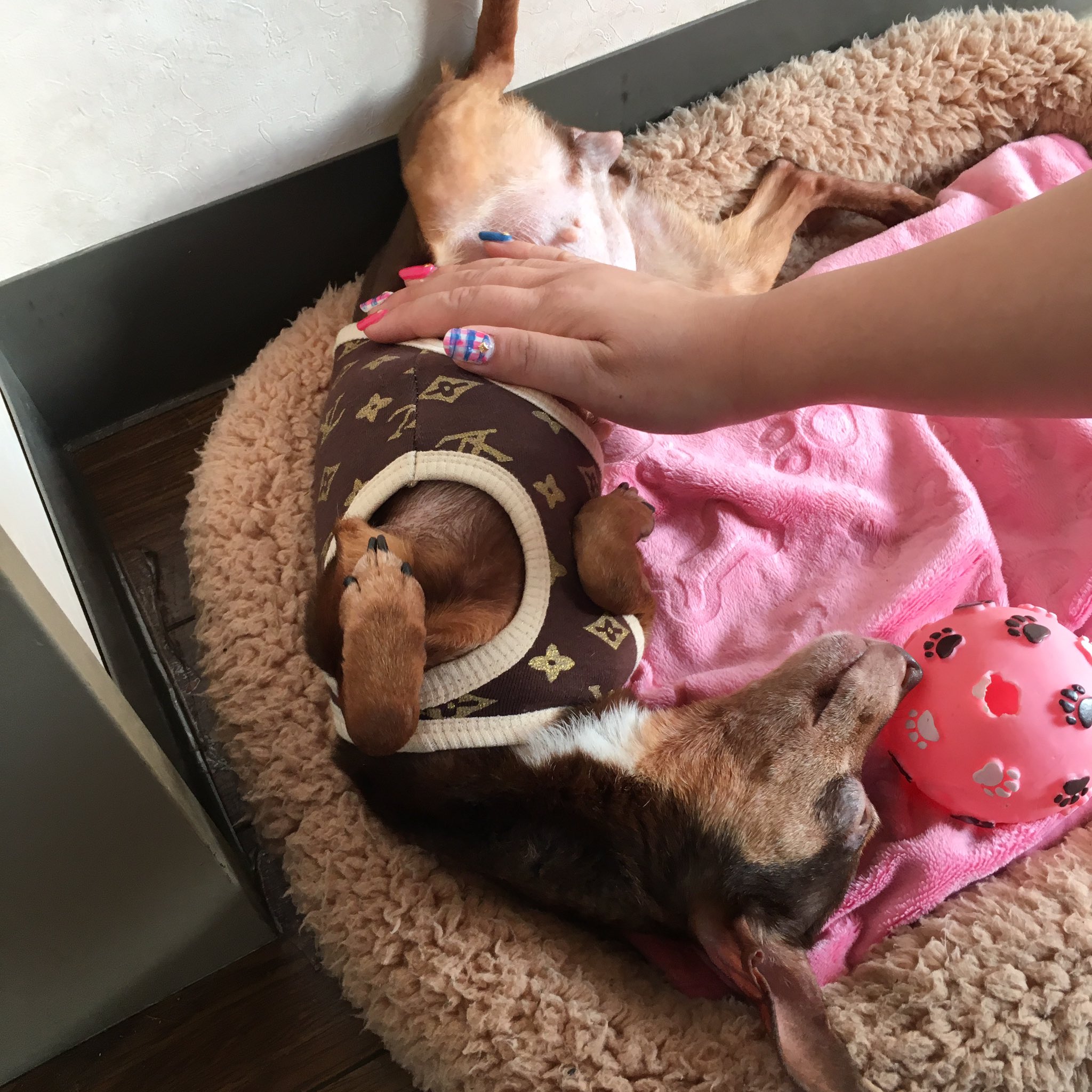 保護犬カフェ 西八王子店 チョコちゃん へそ天で甘えん坊する姿まで見せてくれて 本当にとても愛されて 幸せそうで私達まで 幸せな気持ちになりました 幸せがもっともっと たくさん広がりますように 保護犬カフェ 八王子 卒業生 T Co
