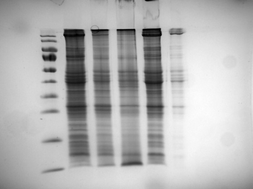 When your sodium dodecyl sulfate polyacrylamide gel electrophoresis results turn out beautifully > #science #sdspage