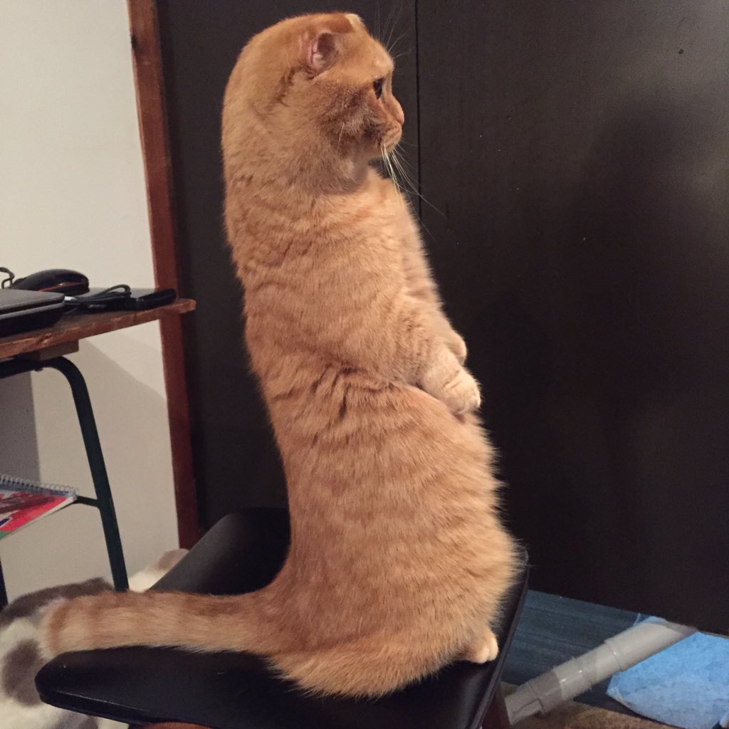 ウニちゃんがたっち。しかも椅子の上。大丈夫落ちない？？