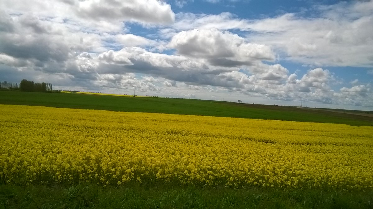 VendeeBikes's tweet photo. The sky maybe cloudy but the fields are full of #sunshine! #Bank #Holiday #Vendee #Pouille #Lhermenault #StValerien https://t.co/0hY8j0TzxW
