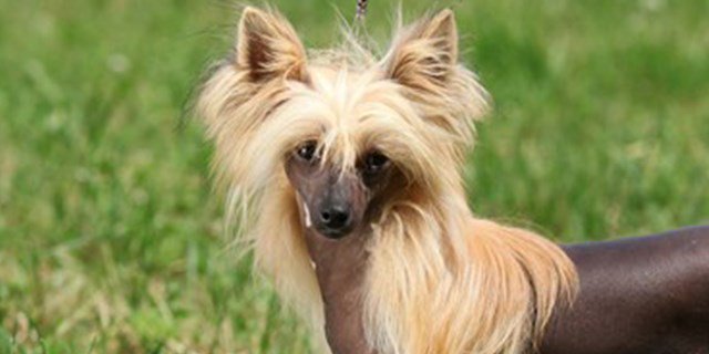 Image result for chinese crested 犬 遊ぶ 犬 遊ぶ