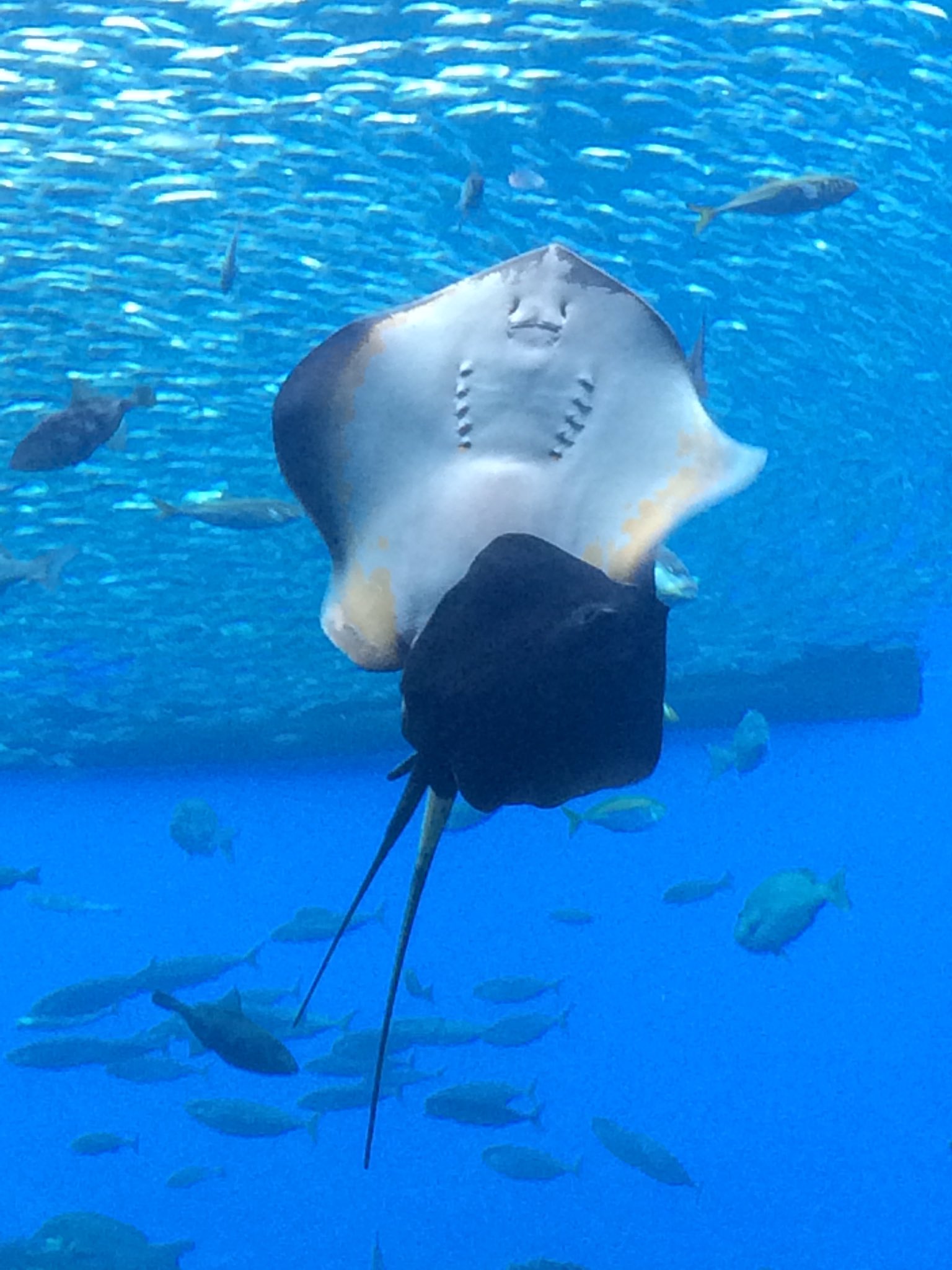 仙台うみの杜水族館公式 仙台うみの杜水族館 大水槽 いのちきらめく うみ でエイが重なり合っておりました なんとエイの交尾だそうです なかなか見る機会のない光景だそうですよ 動画も撮りましたので後ほどアップします S Uminomori T