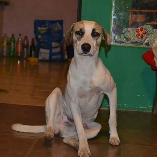 ClaraFasulo's tweet photo. Perdido!!!Maktub, zona de barrio nuevo, libertad, merlo. Estatura mediana. Comunicarse al 15 4414 0560 o 15 39154233 https://t.co/ECh5UOMfNR