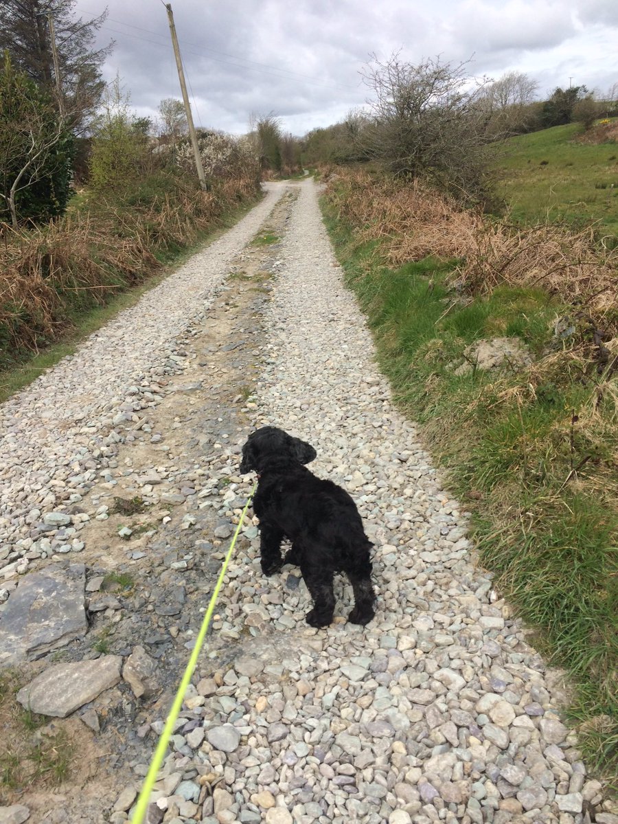 cronin_siobhan's tweet photo. Another lovely day for the #Luciewalk in #Skibb #westcorklife #nobaddayshere #warmtoo https://t.co/ejoocHVMeg