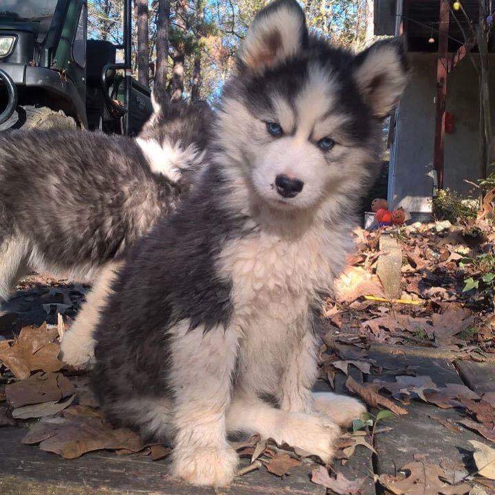 urdogs's tweet photo. Send us your photos, videos and stories on fans@urdogs.com and we will feature it 😍😉 
#pets #dogs https://t.co/GTz9FS4Fqo