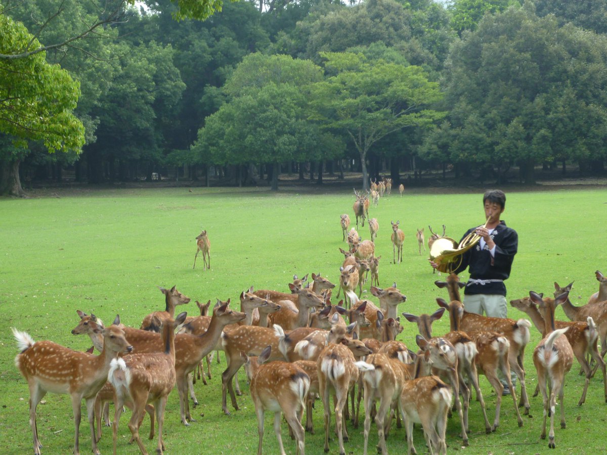 ট ইট র おもしろ音楽紹介bot なつの鹿寄せ 春日大社境内飛火野 奈良公園内 ナチュラルホルンを吹くとその音色に誘われて愛らしい鹿が集まってきます 奈良ならではの光景を楽しめます T Co Tg8xknolex T Co Jar6tihxuq