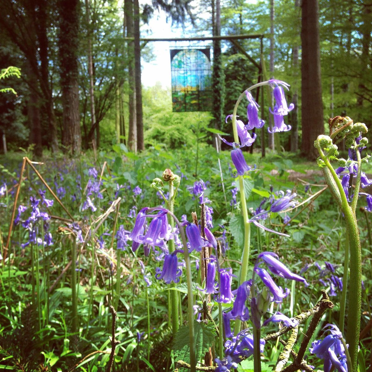 FODSculpture's tweet photo. Glorious start to the bank holiday weekend! Look out for #bluebells unfurling in the sunshine #deanwye https://t.co/EswEe65ts5