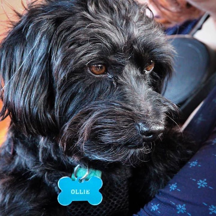 Teacupdogsdaily's tweet photo. Cuddles with my Mummy #cuddles #cuddlebuddies #cutedog #cutedogs #cutedoggy #cutedogsofins… https://t.co/CCd61WAkM4 https://t.co/lFSnZRxbZ1
