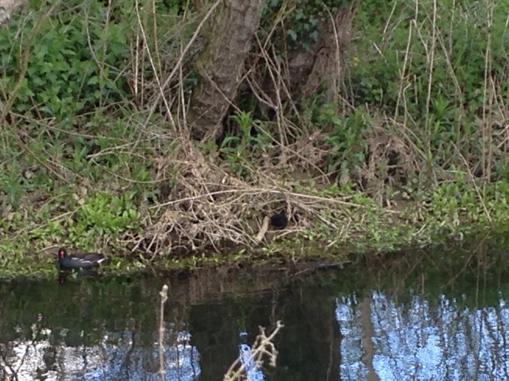 AWiltshiretm's tweet image. #allotmentcam mum and baby moorhen #riverbrett I bloody love #hadleigh