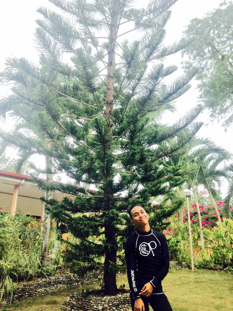 PHOTOGRAPHS2016's tweet image. 🌲🌲🌲