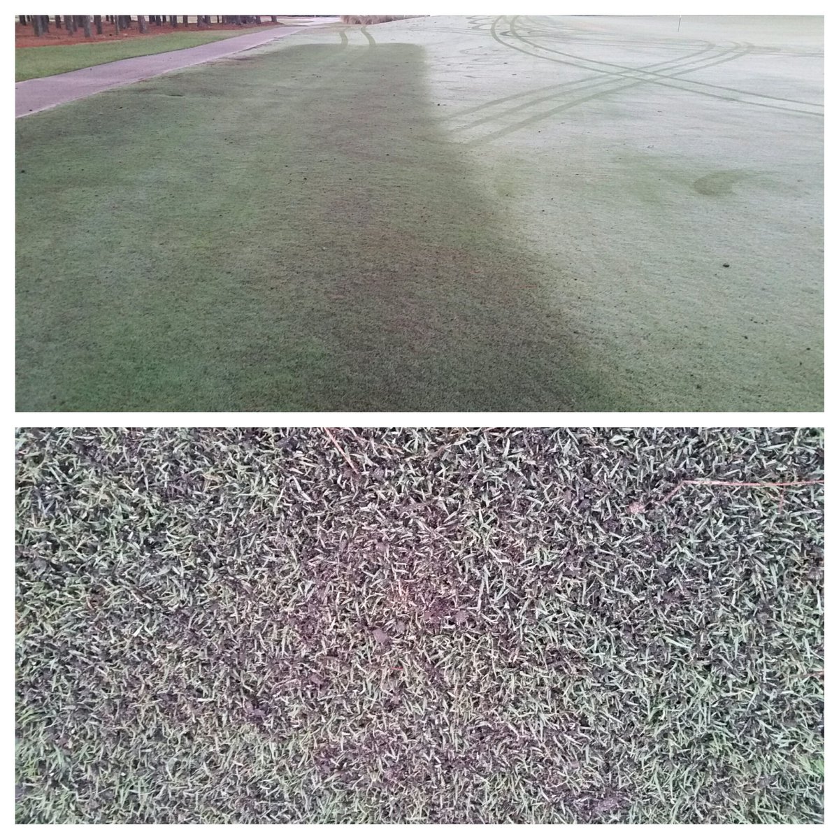 LowBudgetSupt's tweet image. Comand topdressing from @golf_ventures applied this morning on rough hot spots. #moistureretention #waterreduction
