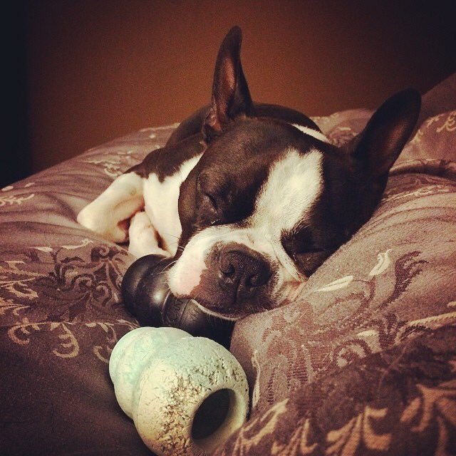 KSundahlCTV's tweet photo. Ready for some great news? Homer is home! The dog napped Boston Terrier returned to his owners early this morning. https://t.co/TUxx7aECov