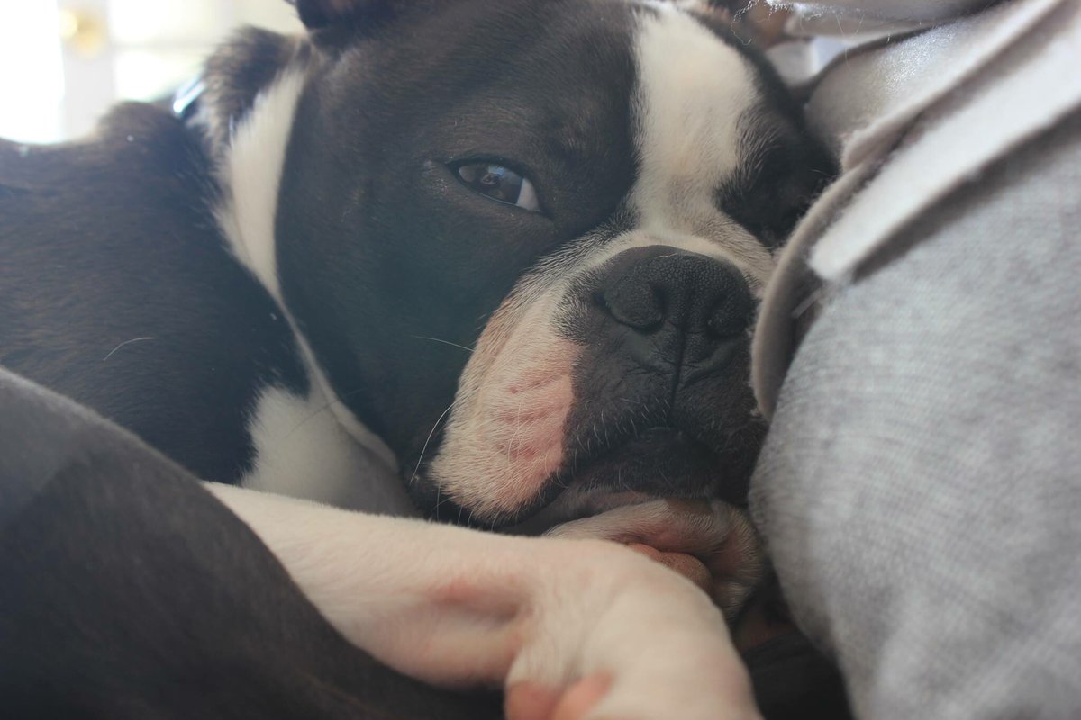 KSundahlCTV's tweet photo. Ready for some great news? Homer is home! The dog napped Boston Terrier returned to his owners early this morning. https://t.co/TUxx7aECov