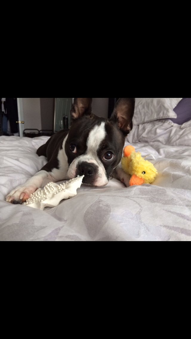 KSundahlCTV's tweet photo. Ready for some great news? Homer is home! The dog napped Boston Terrier returned to his owners early this morning. https://t.co/TUxx7aECov