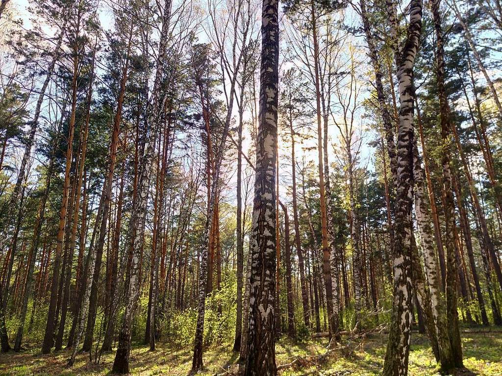 InstaNskAkadem's tweet photo. #instagram #instasize #instagood #instalike #likeforlike #novosibirsk #instansk #nsk #follownownsk #новосибирск #нс… https://t.co/boKrHcCSJK