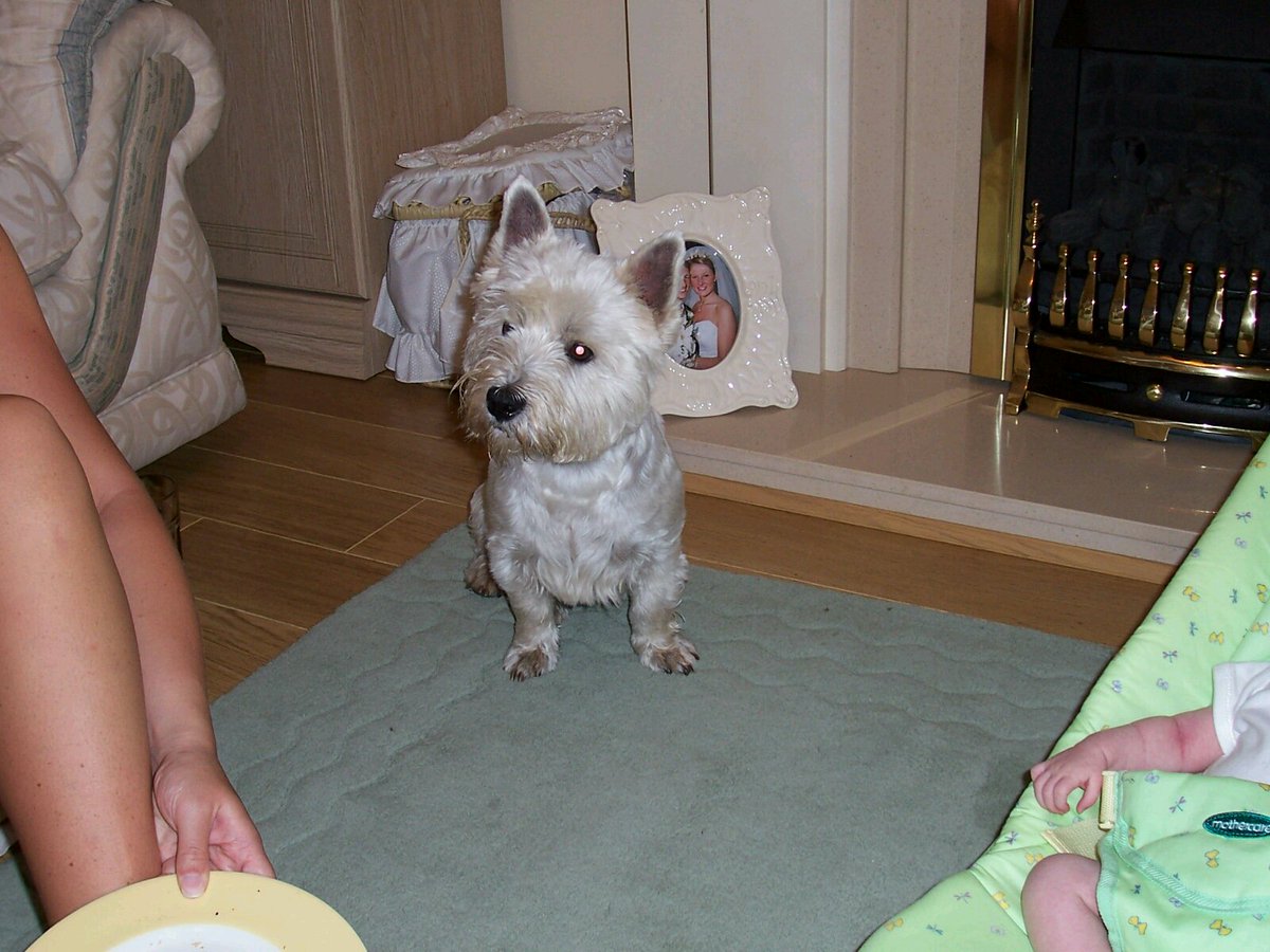 carlroutledge's tweet photo. Today we had to say goodbye to one of our dogs Oscar. A Westie who was 15 years old and was an awesome pet. #ripmate https://t.co/AjweOyxpc0