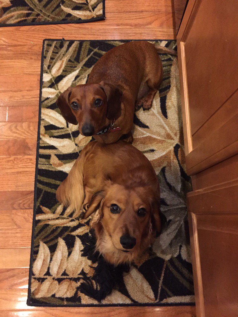 cndbull's tweet photo. After hearing them in the trash... cute but stinkers! https://t.co/dyp9BURtoM