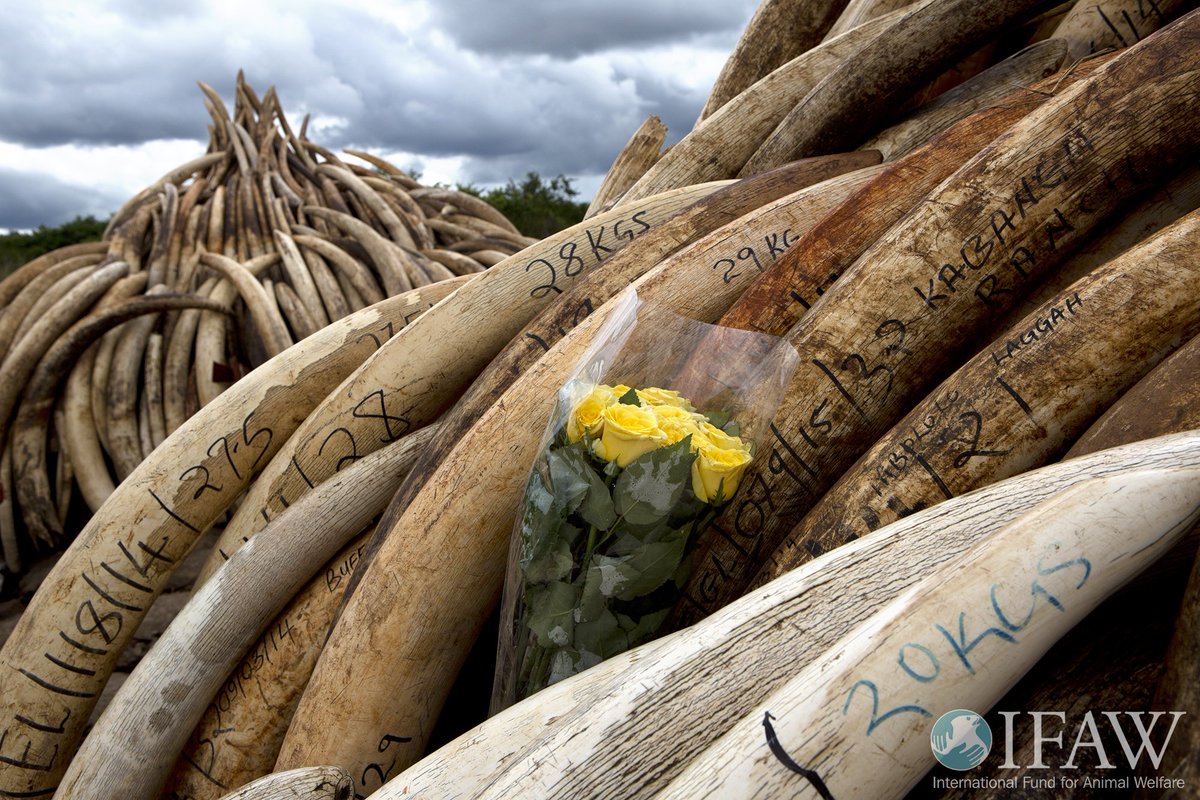 ifawglobal's tweet photo. Largest-ever burn of ivory &amp; horn begins NOW in Nairobi! We at IFAW both mourn and celebrate in this moment. https://t.co/l23yvAplG4