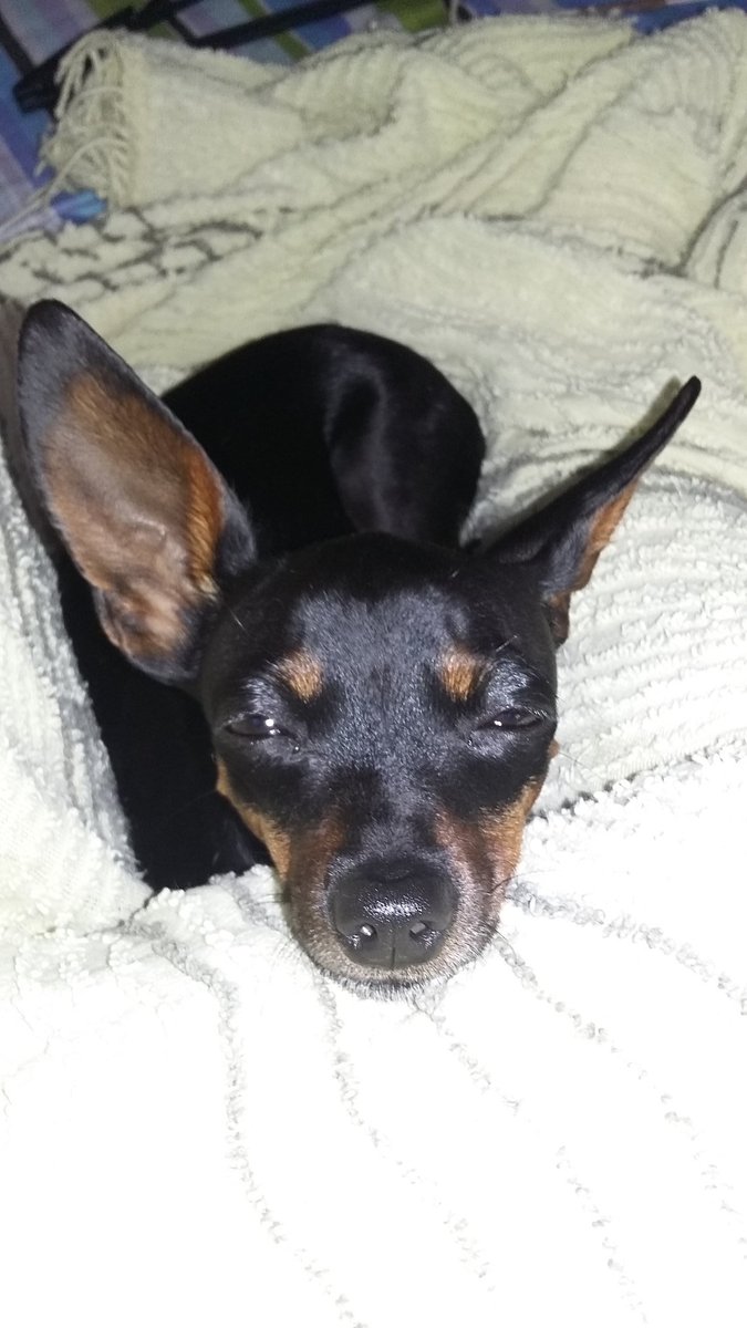 Bom dia ainda com sono kkkk