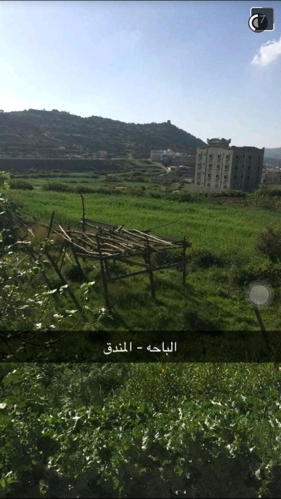 اليراع tweet media
