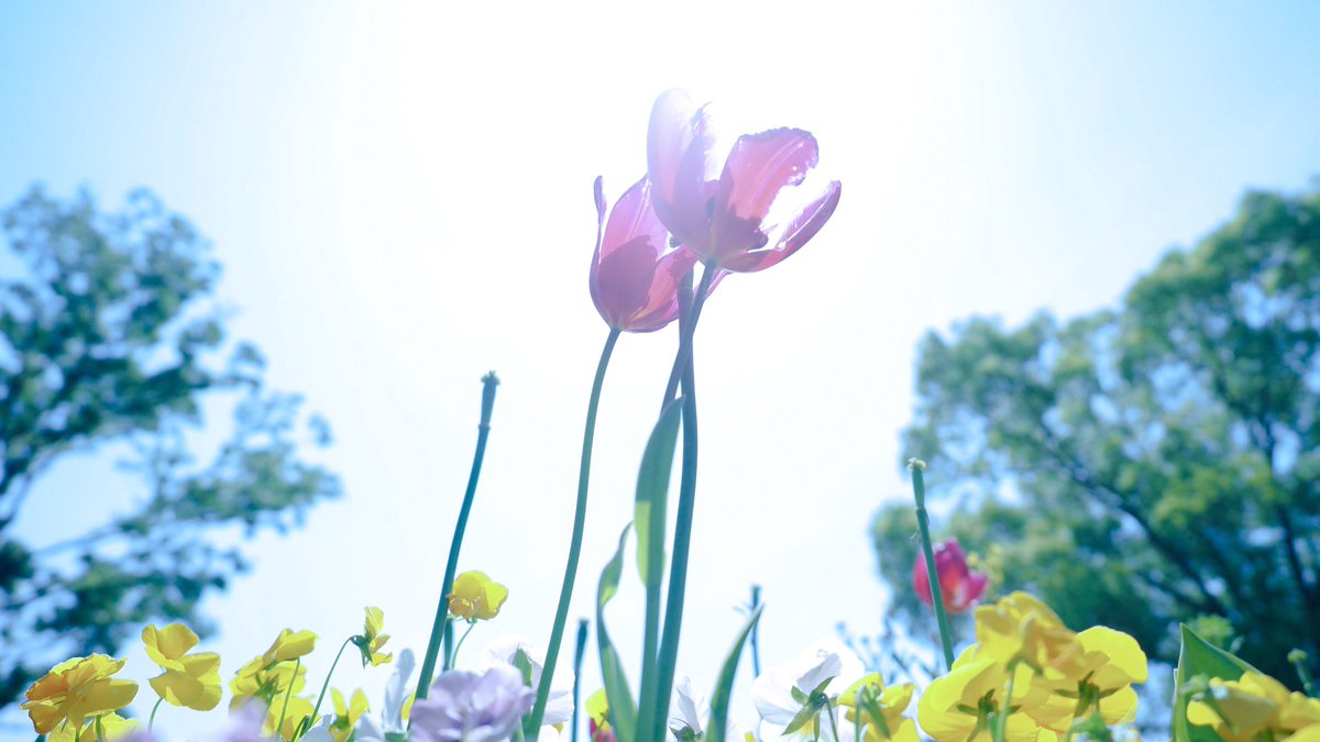 ryopg8's tweet photo. 昭和記念公園に行ってまいりました。
大自然で歩きすぎて脚が取れたのですが無事くっつきました
写真最高！！！

#写真好きな人と繋がりたい 
#ファインダー越しの私の世界 https://t.co/1dYVTJUnou