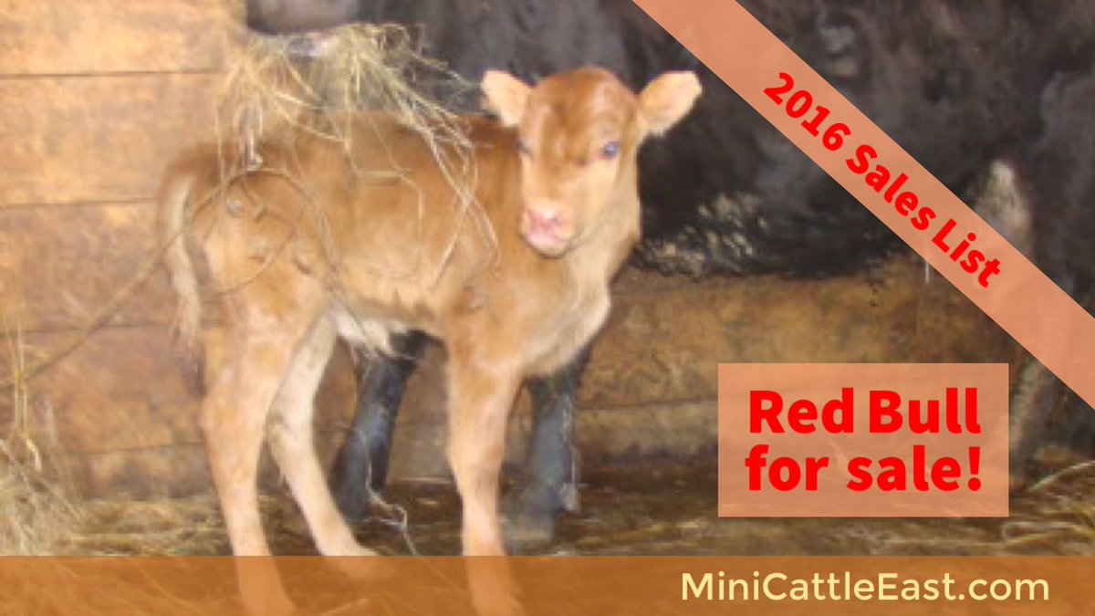 MiniCowsNH's tweet photo. Red Bull - For Sale! He's fantastic! Check our sales list https://t.co/wjWL0qjF32 #MiniCow #MiniJerseys #NH #farmer https://t.co/1tPZXHlBak