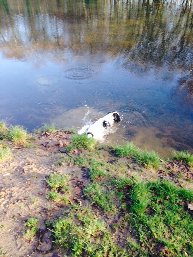 justbarkmilo's tweet photo. Thought I would have a quick dip !!
#dogsoftwitter #wuff #woof #swimming https://t.co/fvzosb9uWu