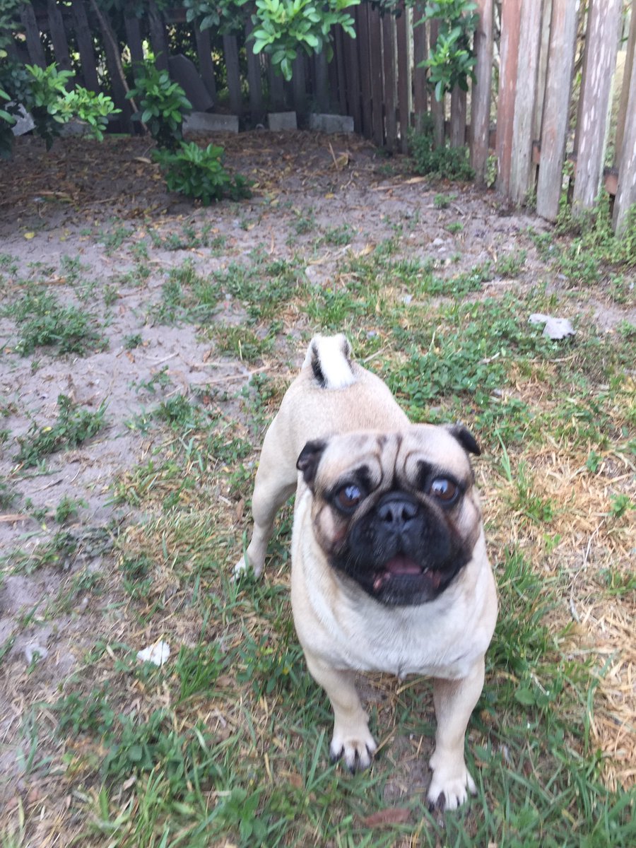 Tank the Pug (@lifeoftank) on Twitter photo 