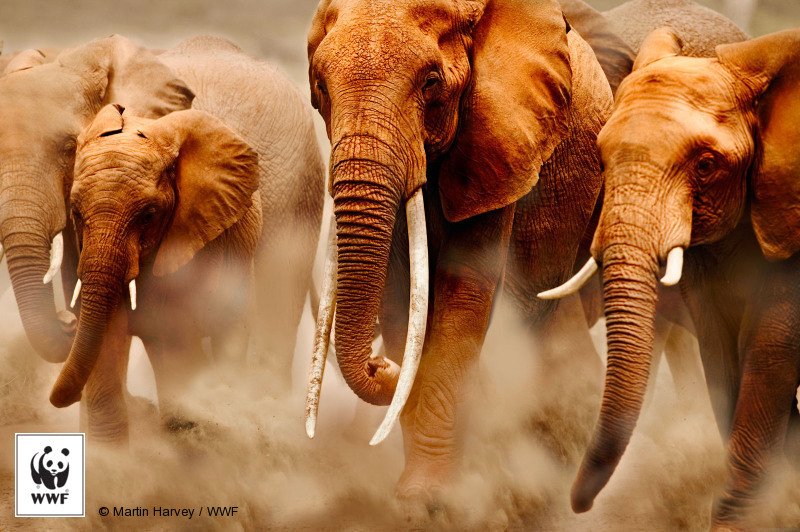 WWF_ROA tweet picture