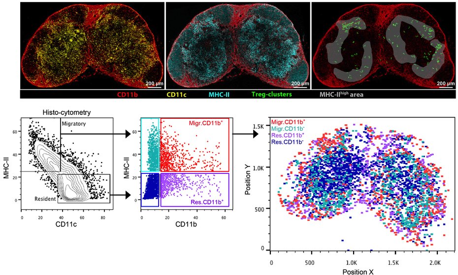 mmw_lmw's tweet photo. Imaging #HistoCytometry developed by the Germain group | outstanding recent example @nature https://t.co/SMREcssxMu https://t.co/YQfj84Tmcb