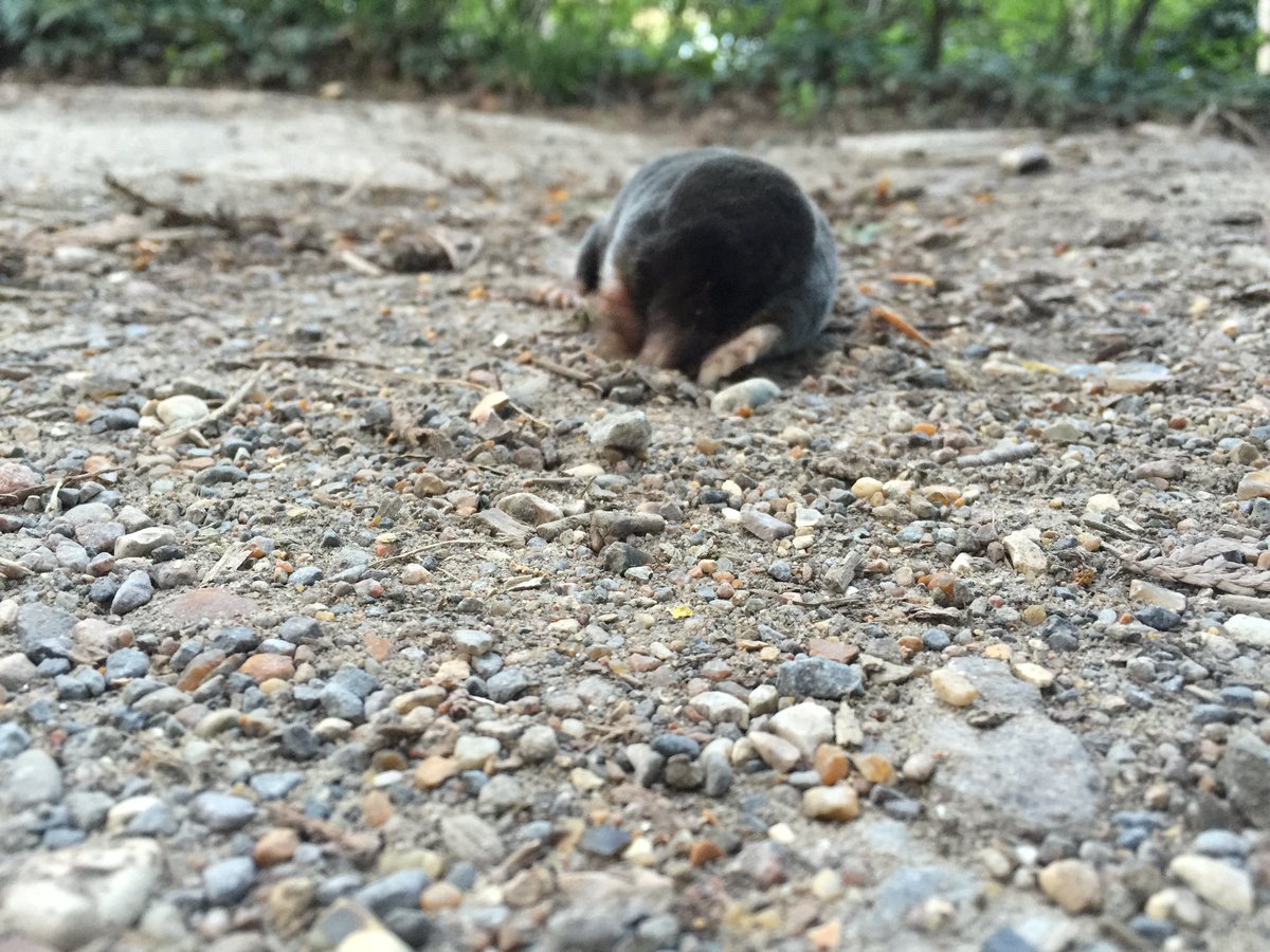 MrEllisVine's tweet photo. Found a new mole hope it ain't cancerous https://t.co/YRM0dTXJvK