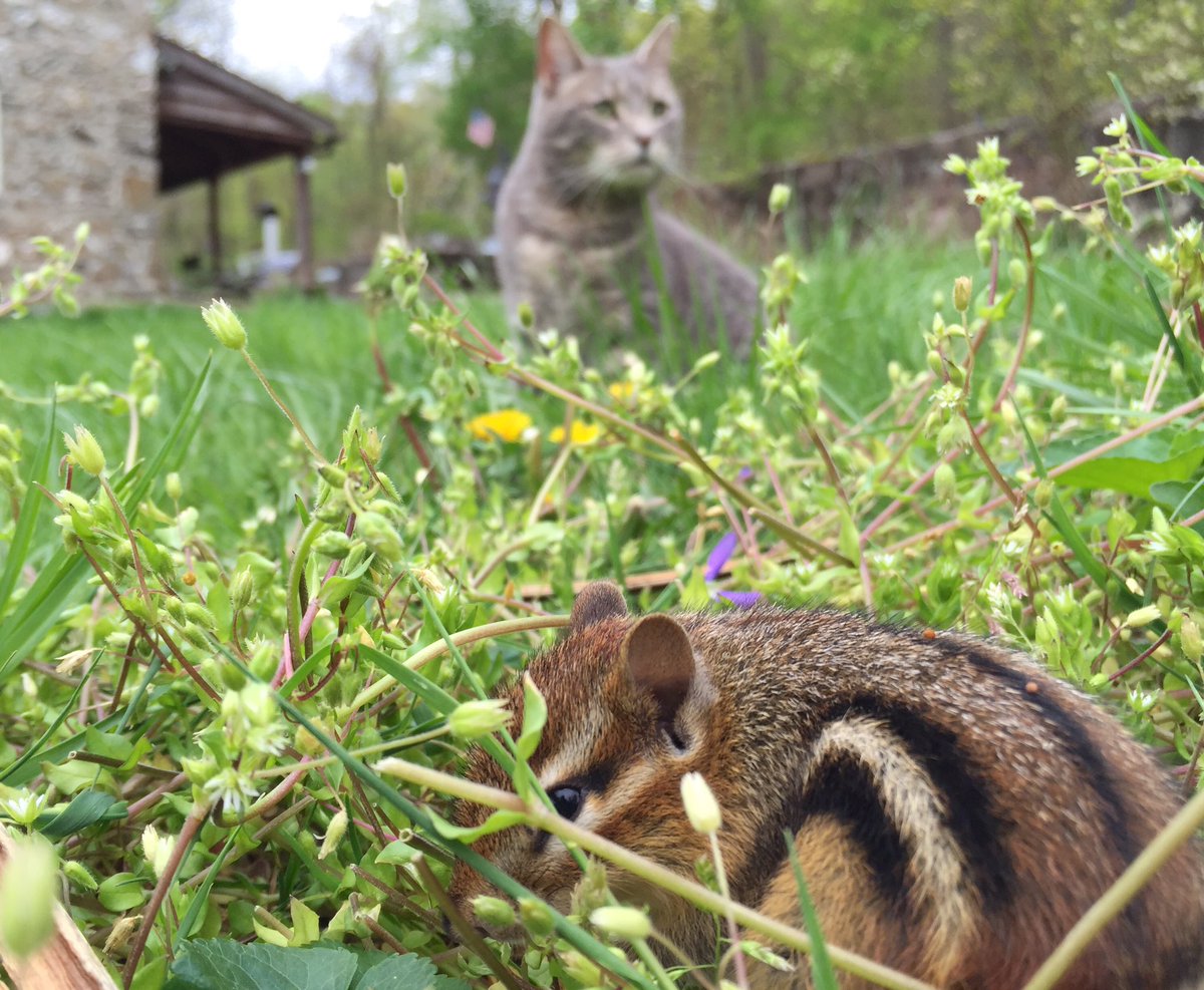 dolostone's tweet photo. Never underestimate the importance of stealth technology #chippythechipmunk #stealth #lillythekitten #technology https://t.co/47eBbyonXx