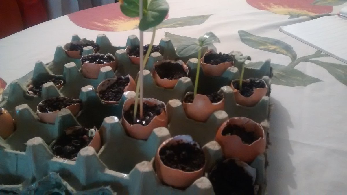 alejoarenas2001's tweet photo. Aqui viendo mi semillero #explorandosaberes @CultivandoITI https://t.co/38rIBZBJ8e