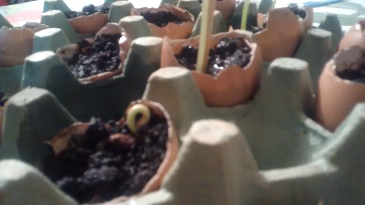alejoarenas2001's tweet photo. @CultivandoITI  no me dejo subir un video de el semillero, la mayora de las semillas estan saliendo. https://t.co/hMGNh26j0B