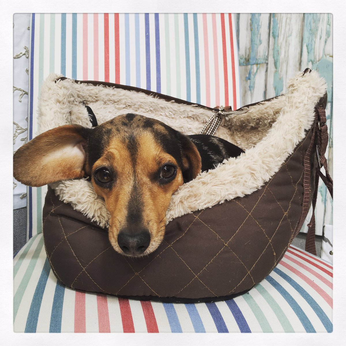 Cornwallinterio's tweet image. We are exhibiting at the #cornwallhomeshow #royalcornwallshowground Come say hi! 😊 #cornwallinteriors