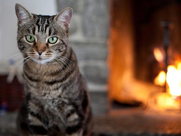 mchristov1's tweet photo. Best cat flea medicine to get rid of fleas on cats
https://t.co/BzgSnJogiX https://t.co/2LE1RCxUew