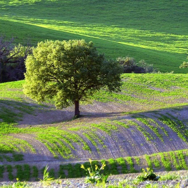 WeTuscany's tweet photo. #Tuscany #Toscana #spring #April #landscape #green #DiscoverTuscany #Italy #Italia #Ig_Tuscany #bestoftuscany #tree… https://t.co/m8yMO2PRLH