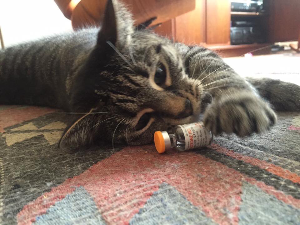 narcatninja's tweet photo. It's #NationalTabbyDay & Diane wants you to know to reach for #naloxone if you see an overdose. #catsofharmreduction https://t.co/Rtz3WTSg3f