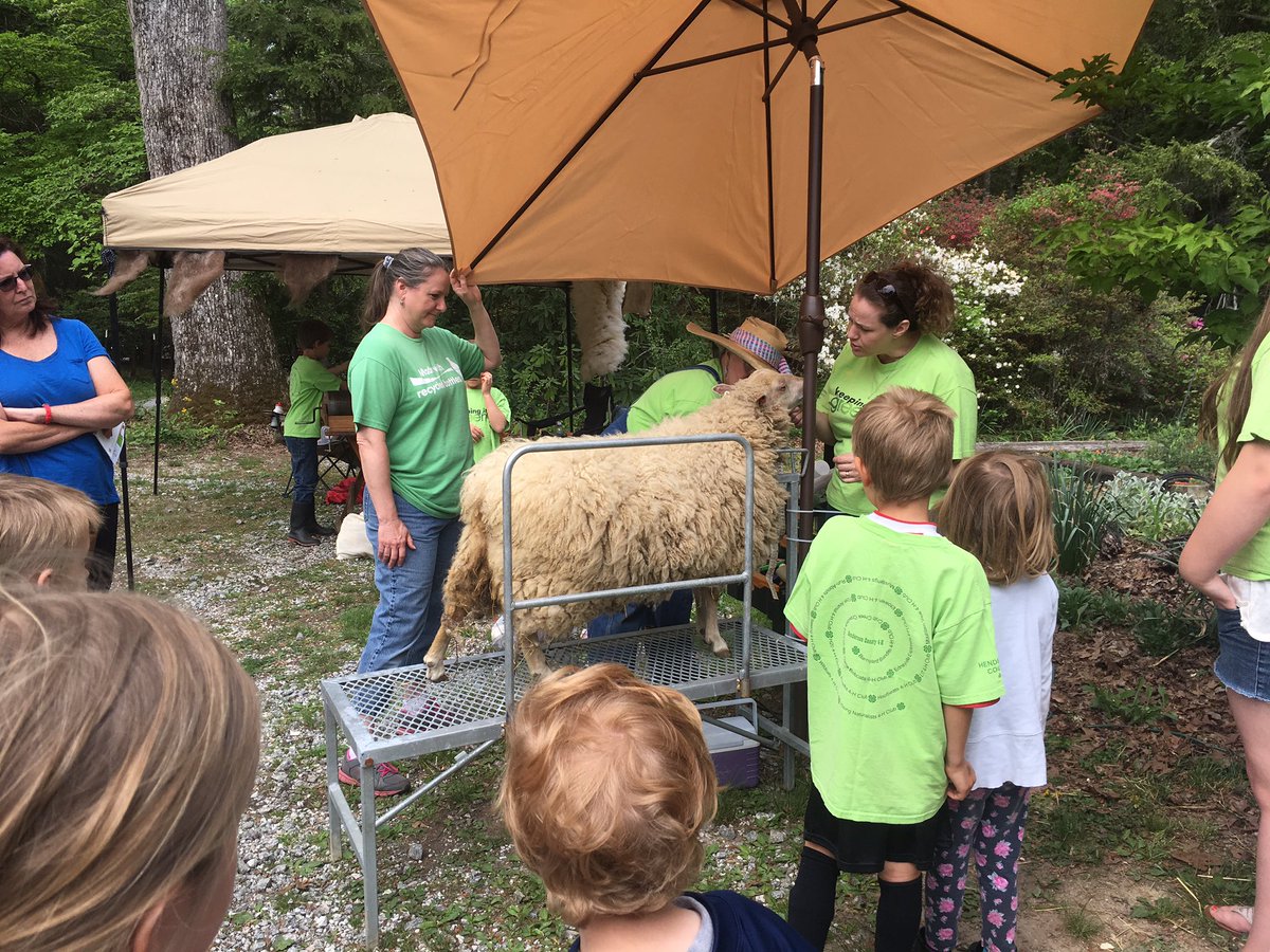 Sheep shearing is happening now!