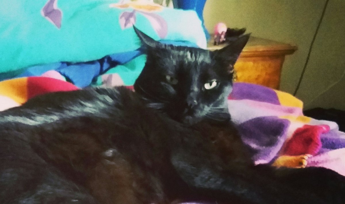 kittysamba's tweet photo. Mornings https://t.co/MypqC7wip6