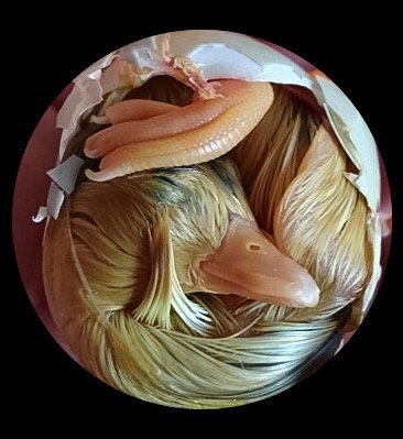 Voorjaar!  🐣🐣🐣